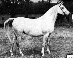 broodmare El Maar 1949 EAO (Arabian thoroughbred, 1949, from Fay El Dine 1934 ox)