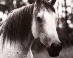 broodmare Maarqada 1963 EAO (Arabian thoroughbred, 1963, from Fabah 1950 ox)