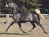 stallion Sankt Georg 1975 ox (Arabian thoroughbred, 1975, from Ansata el Salim 1967 ox)