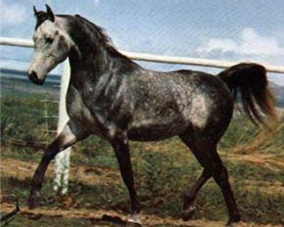 stallion Ansata el Salim 1967 ox (Arabian purebred, 1967, from Ansata Ibn Halima 1958 EAO)