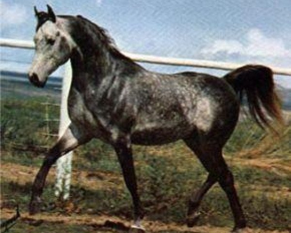 stallion Ansata el Salim 1967 ox (Arabian thoroughbred, 1967, from Ansata Ibn Halima 1958 EAO)