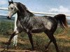 stallion Ansata el Salim 1967 ox (Arabian thoroughbred, 1967, from Ansata Ibn Halima 1958 EAO)