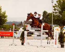 stallion Cliff H (Oldenburg show jumper, 2003, from Cento)