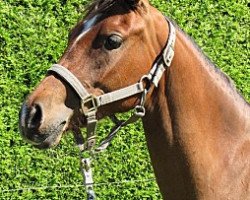 broodmare Carena (German Riding Pony, 2008, from Joldis Charmant)