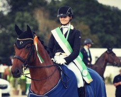 dressage horse Dvorak 6 (Hanoverian, 2009, from Don Henrico)