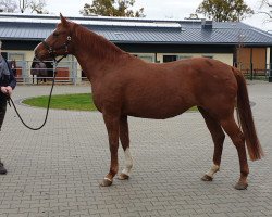 broodmare Wild Witch (Oldenburg,  , from Quaterback)