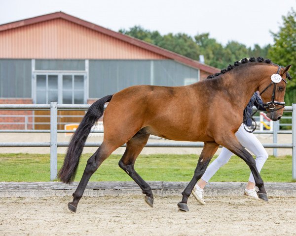 horse Mis'ter No Limit (New Forest Pony, 2018, from Sulaatik's Mancinie)