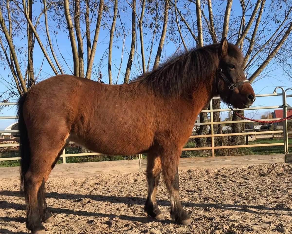 Pferd Alma frá Selfossi (Islandpferd, 2016)