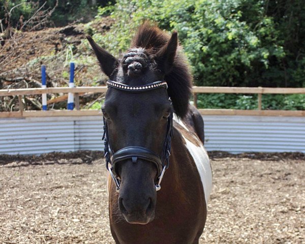 Pferd Mön (Islandpferd, 2006, von Einherji fra Laufholi)