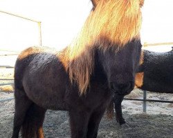 horse Johanna frá Stokkseyri (Iceland Horse, 2017)