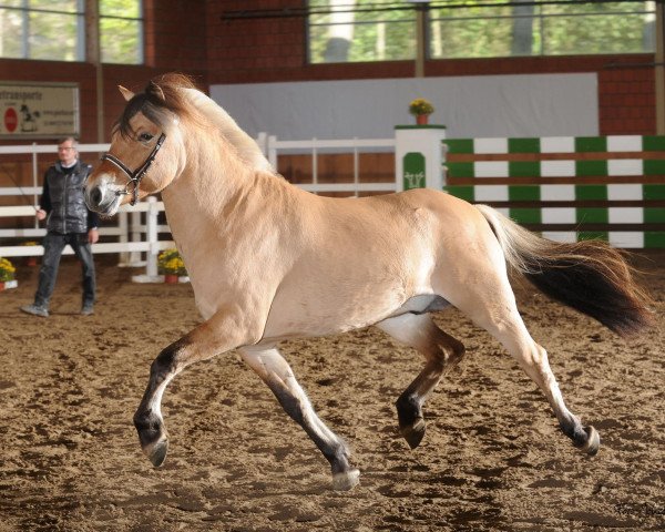 horse Khan (Fjord Horse, 2011, from Kvirlo)