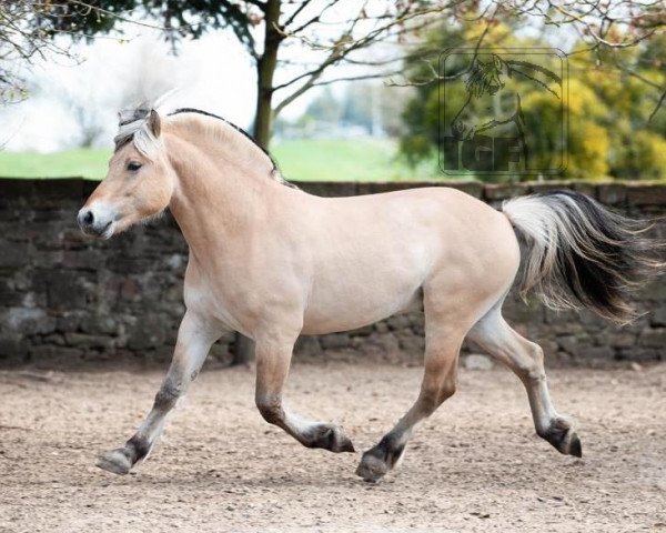 stallion Immortel d'Ober (Fjord Horse, 2018, from Torsetblakken)