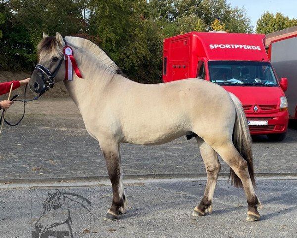 Pferd Iskar (Fjordpferd, 2019, von Ilmar)