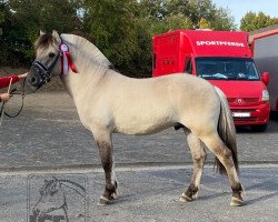 horse Iskar (Fjord Horse, 2019, from Ilmar)