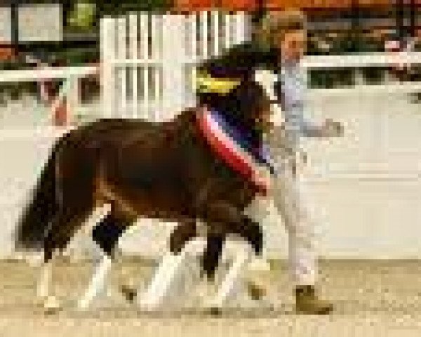 Pferd Wohld Maddox (Welsh Mountain Pony (Sek.A), 2009, von Uiterwaarden's Mystery Man)