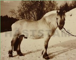 stallion Huldregutt N.1719 (Fjord Horse, 1968, from Nygutt N.1673)