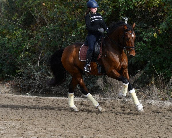 dressage horse Edmonton 9 (Westphalian, 2014, from Escolar)