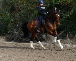 dressage horse Edmonton 9 (Westphalian, 2014, from Escolar)