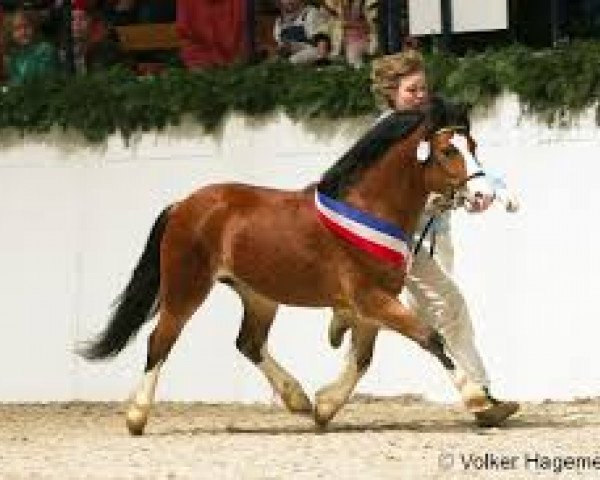 Pferd Wohld Mick (Welsh Mountain Pony (Sek.A), 2010, von Uiterwaarden's Mystery Man)