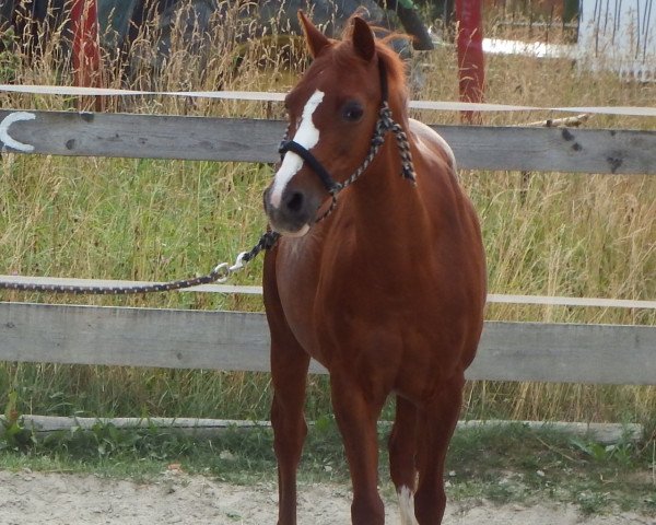 broodmare Dossi (German Riding Pony, 2000)