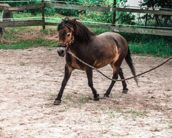 horse Sira (Exmoor Pony, 2003)