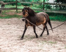 Pferd Sira (Exmoor-Pony, 2003)