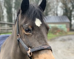 dressage horse Simba 72 (German Warmblood, 1996, from Unbekannt)