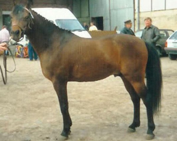 stallion Opal B 70 (German Riding Pony, 1982, from Orcus I)