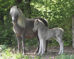 broodmare Best von Clus (Dt.Part-bred Shetland pony, 1995, from Billy)