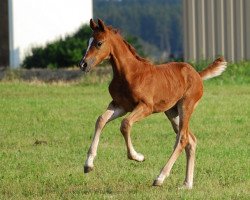 dressage horse Quintero S (German Sport Horse, 2014, from Quaterstern)