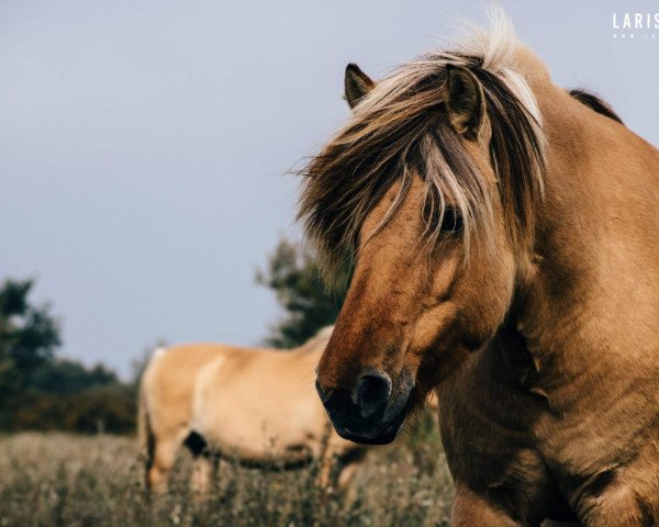 horse Izunn (Fjord Horse, 2012, from Havik IV)