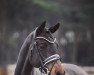 stallion Dance with me 13 (German Riding Pony, 2012, from Dance Star AT)