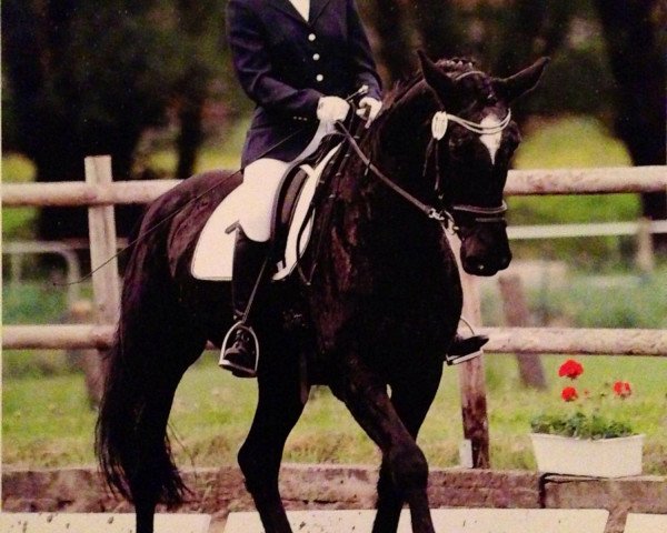 dressage horse Gwendolyn 18 (German Sport Horse, 1992, from Glorieux)