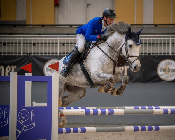 jumper Levis Z (Zangersheide riding horse, 2015, from Levisto Z)