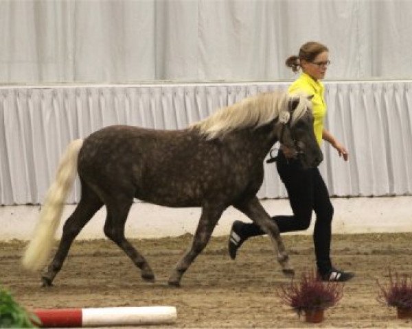 stallion Just A Boy von Clus (German Classic Pony, 2011, from Jabolo)