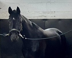 dressage horse Santiano G (Oldenburg, 2018, from San Amour I)