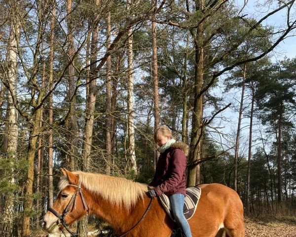 Zuchtstute Helen (Haflinger, 1995, von Almprinz)