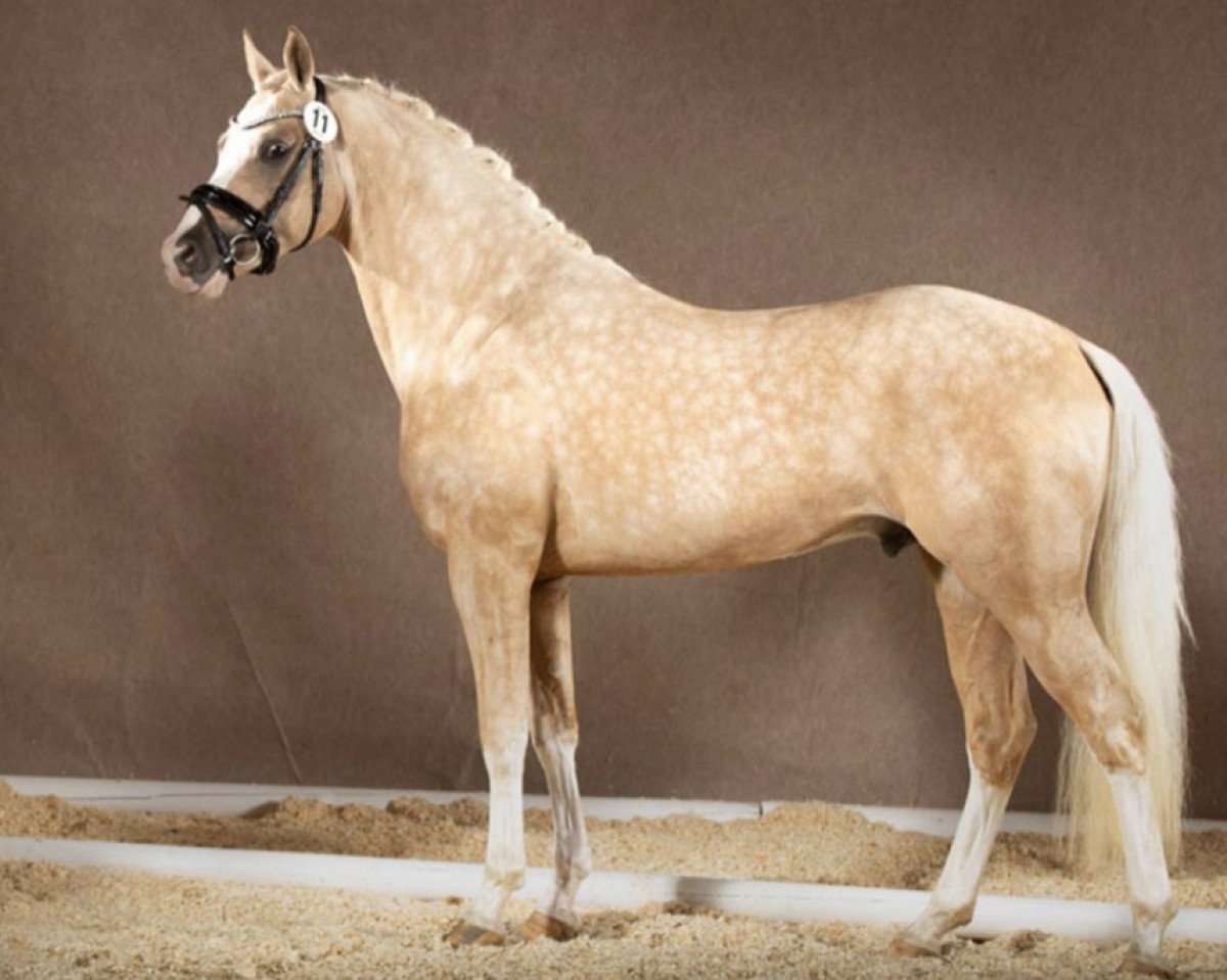 stallion Dating for Gold AT (German Riding Pony, 2016, from Dating AT NRW)