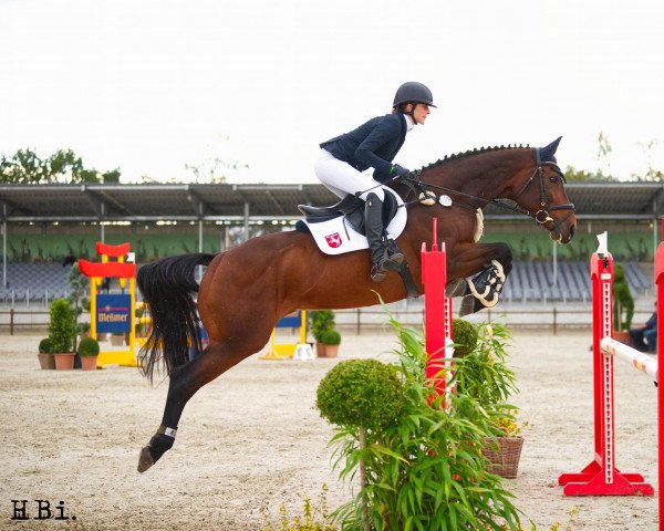 Springpferd Quinara 51 (Irish Sport Horse, 2012, von van Gogh)