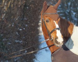 Zuchtstute Farina (Hessisches Warmblut, 1997, von Furioso's Sohn)