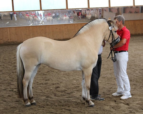 broodmare Lalesca LGKS (Fjord Horse, 2015, from Valør Halsnæs)