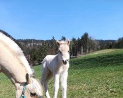 Pferd Hella (Fjordpferd, 2021, von Jonnson)