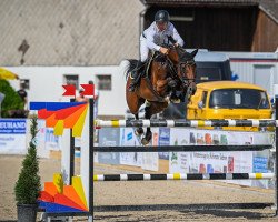 Springpferd Hs Gondra (Schweizer Warmblut, 2009, von Contendro I)