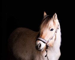 horse Rapunzel (Fjord Horse, 2020, from Klosterhof's Ragnir)