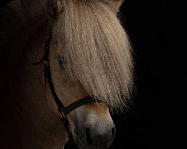 horse Glitris Gullramp (Fjord Horse, 2019, from Højgaards Nicko)