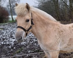 Pferd Albrekts Valdemar (Fjordpferd, 2021, von Stald Kiels Jargon)