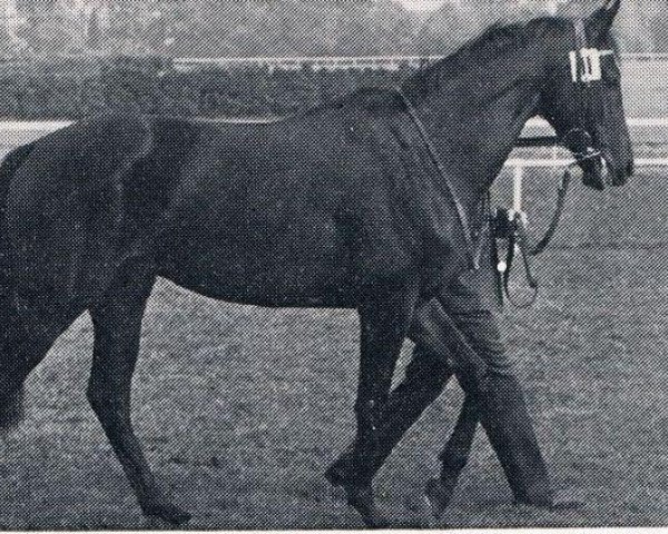 stallion Aleppo xx (Thoroughbred, 1970, from Orsini xx)