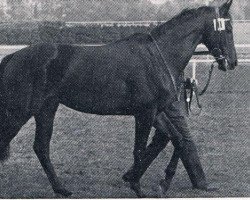 stallion Aleppo xx (Thoroughbred, 1970, from Orsini xx)