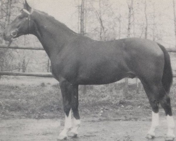 stallion Sokrates (Westphalian, 1974, from Sioux)