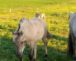 horse Iloy (Fjord Horse, 2017, from Ilmar)